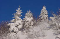 Pyrenees