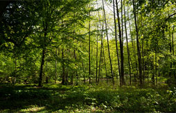 Holiday rental Center Parcs Domaine du Bois aux Daims Morton Holiday rental Center Parcs Domaine du Bois aux Daims Morton